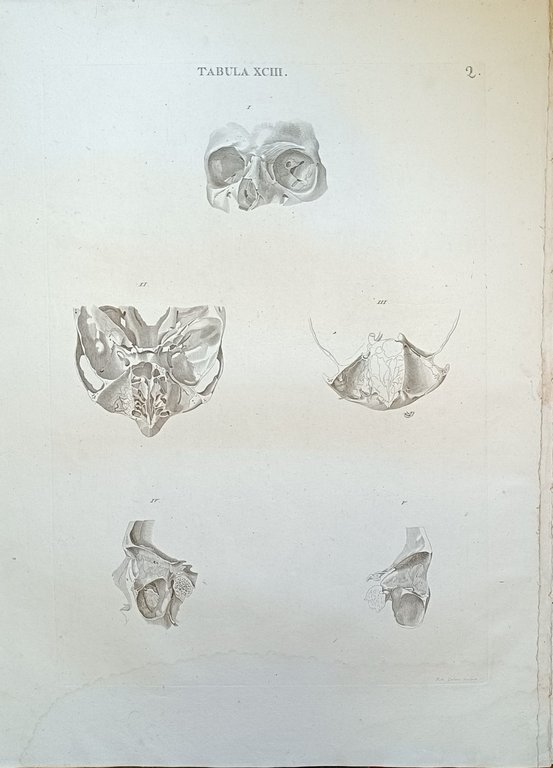 TABULA ANATOMICA XCIII