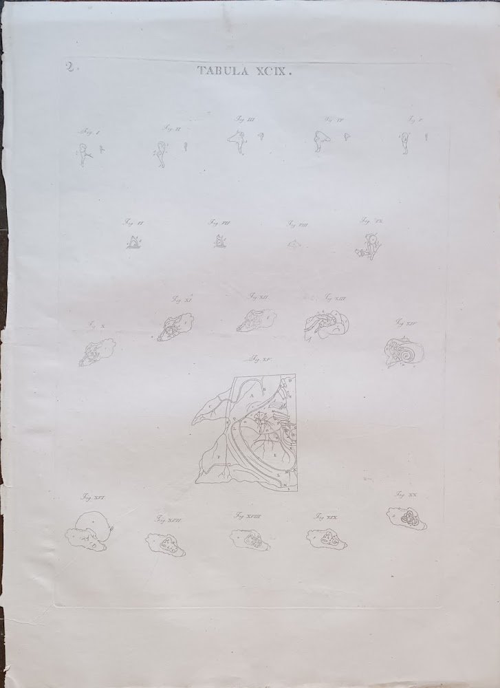 TABULA ANATOMICA XCIX.