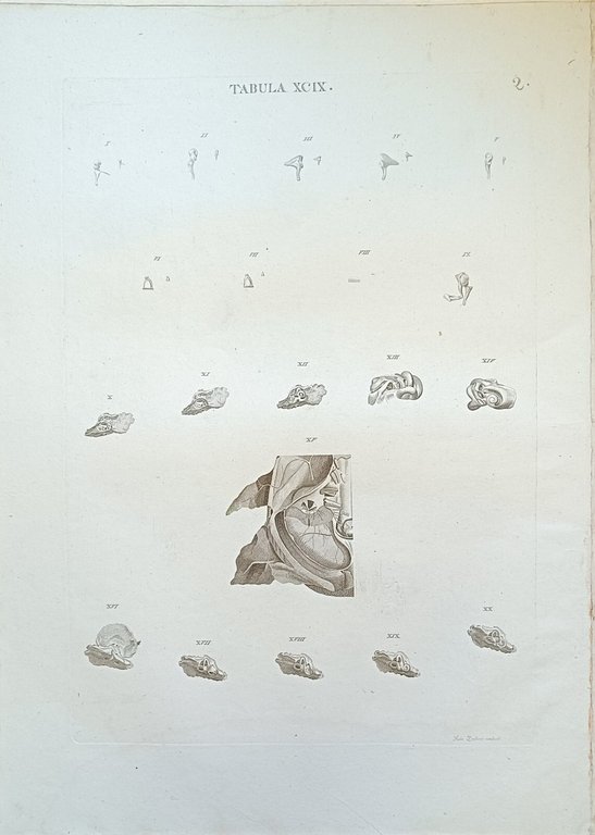 TABULA ANATOMICA XCIX