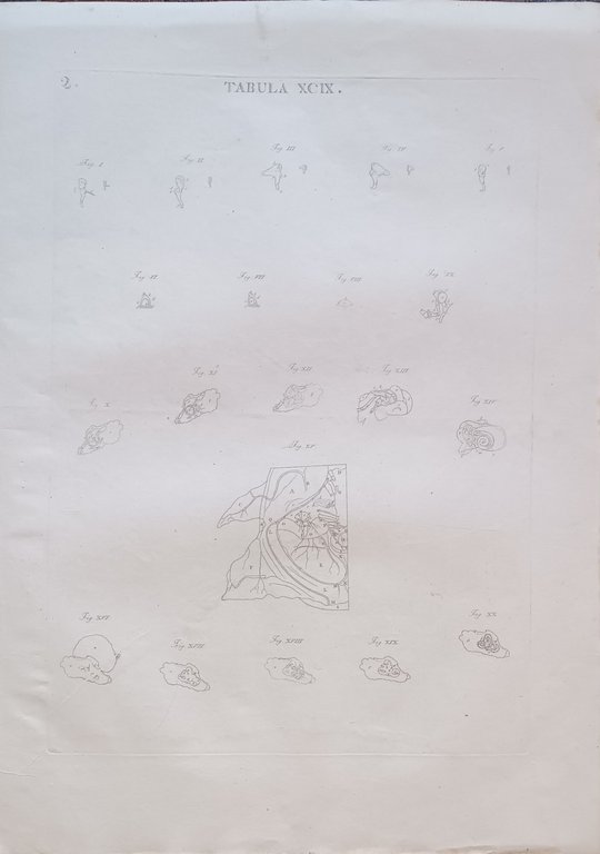 TABULA ANATOMICA XCIX.