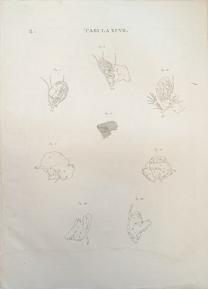 TABULA ANATOMICA XCVII