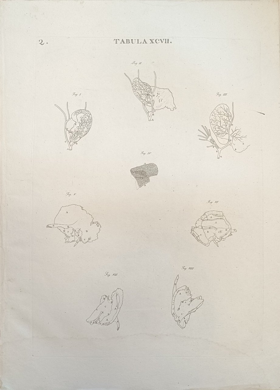 TABULA ANATOMICA XCVII