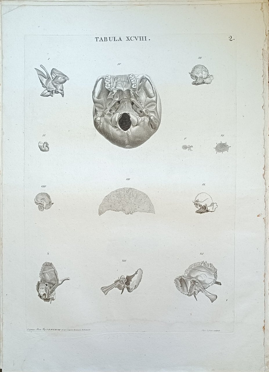 TABULA ANATOMICA XCVIII