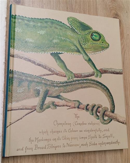 Animali Fantastici. Le Meraviglie Della Natura J. K. Rowling Salani …