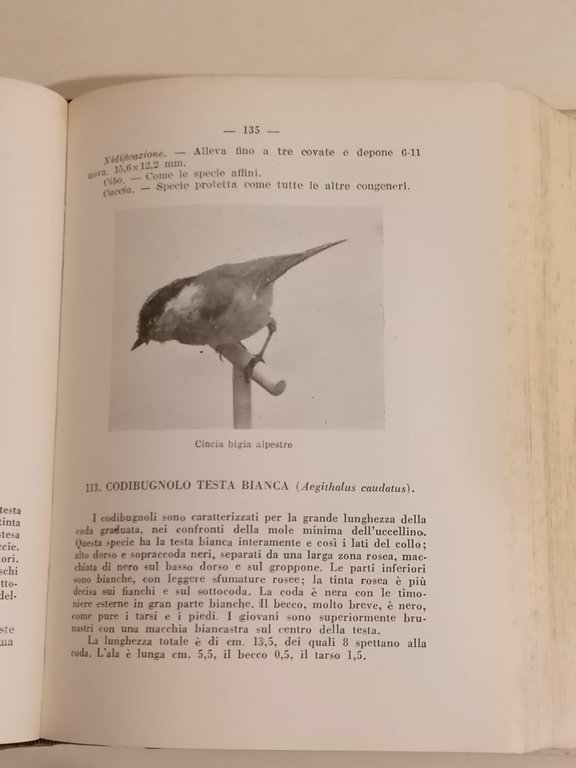 Il libro degli uccelli italiani : manuale di ornitologia italiana …