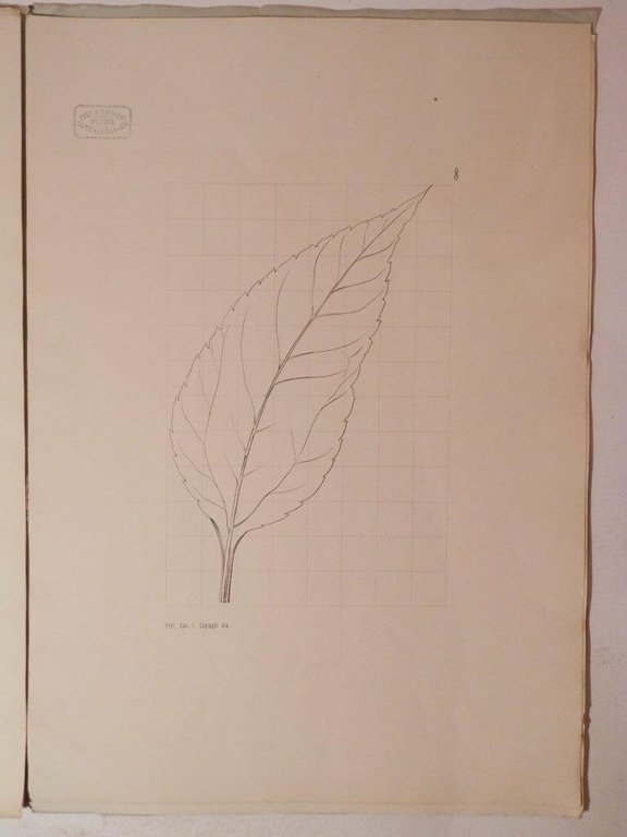 Lezioni preliminari al corso di fiori già premiato con medaglia …