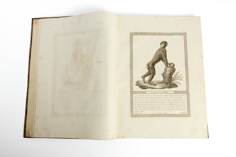 Storia naturale delle scimie e dei maki, disposta con ordine …