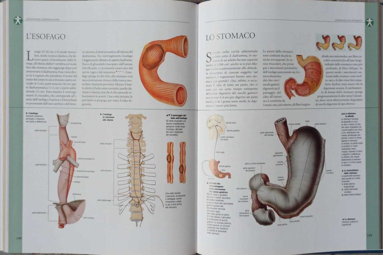 Atlante Enciclopedico del Corpo Umano