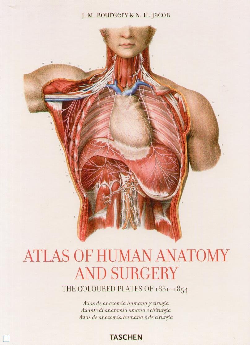Atlas anatomy. Ediz. multilingue