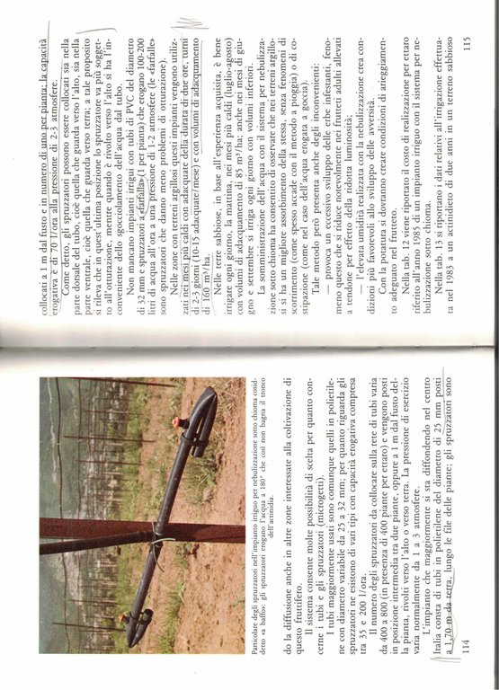 L'Actinidia-manuale pratico