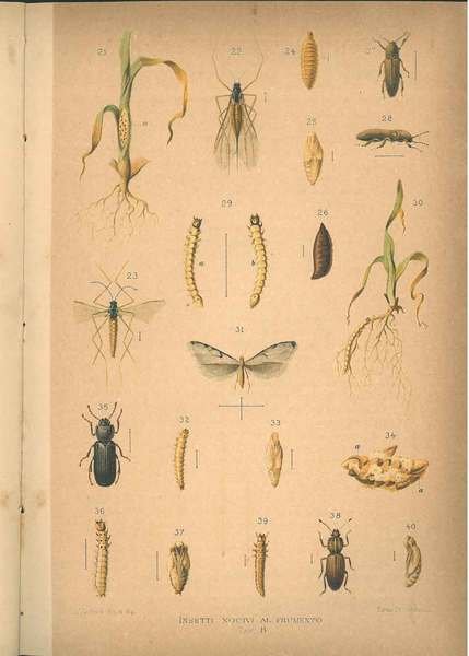 Insetti nocivi al frumento con tavole cromolitografiche. Fascicolo 1°
