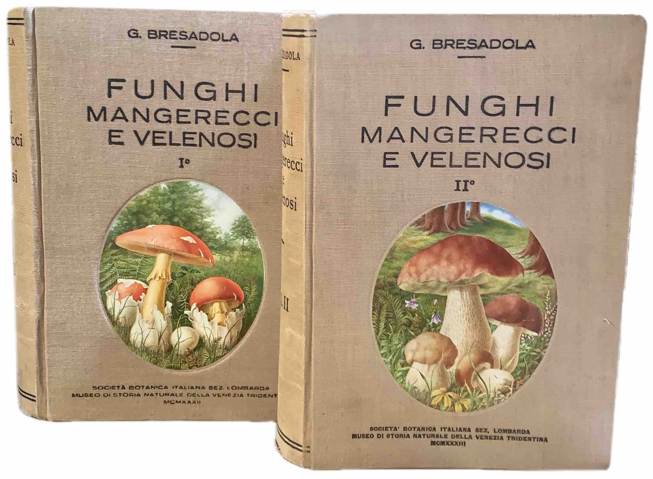 Funghi mangerecci e velenosi | Immagine principale