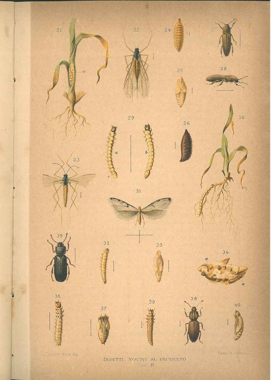 Insetti nocivi al frumento con tavole cromolitografiche. Fascicolo 1°