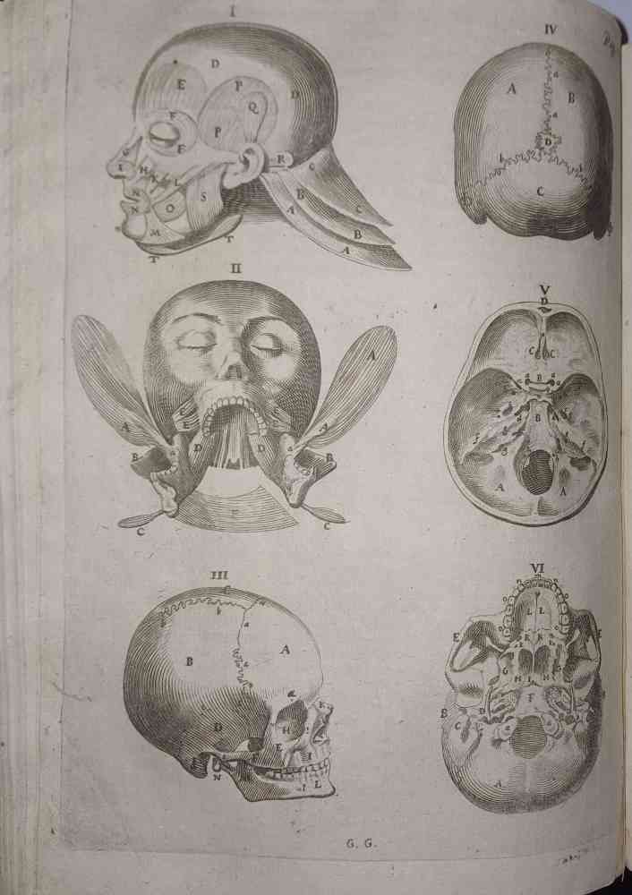 Ioannis Veslingii . Syntagma anatomicum, commentario atque appendice ex veterum, …