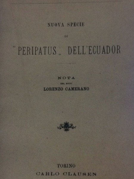 PERIPATUS DELL'AECUADOR TOINO CARLO CLAUSEN