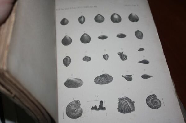 Echinidi del bacino della BORMIDA BOLLETTINO DELLA SOCIETA' GEOLOGICA ITALIANA …