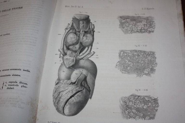 ACCADEMIA DEI NUOVI LINCEI 1890 AZIONE DELLA COCAINA SULLA CONTRATTILITA' …