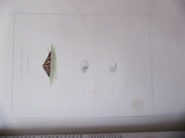 ALLA FAUNA MEDITERRANEA DEL LITORALE ROMANO LA MELLARIA NOVA SPECIES …