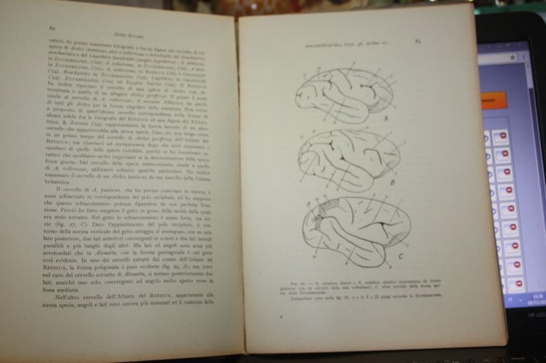 AMERANTHROPOIDES LOYSI GLI ATELINI NELLO BECCARI ARCHIVIO PER L'ANTROPOLOGIA E …