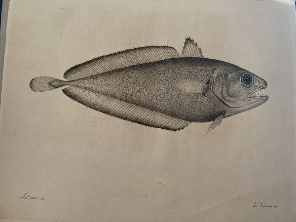 DI UN NUOVO PESCE DELLA FAMIGLIA DE GADINIATTI DELL'ACCADEMIA PONTANIANA …