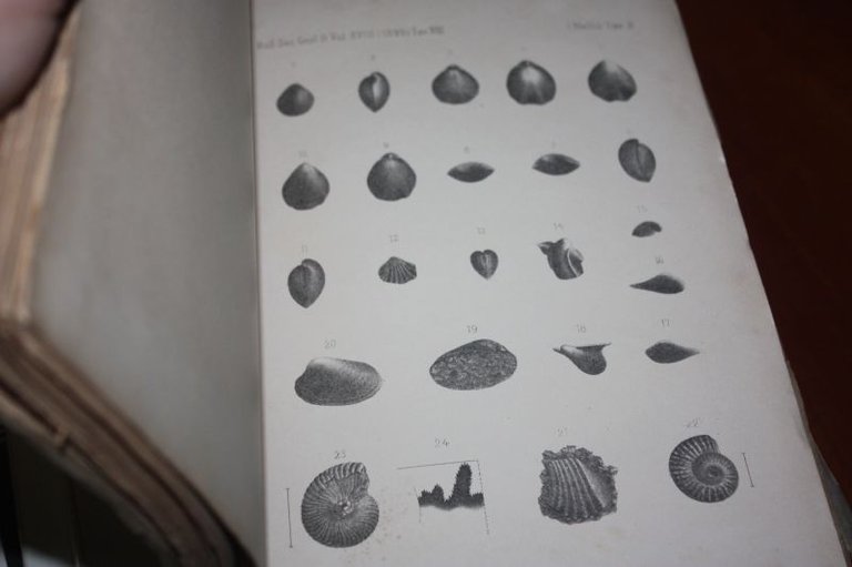 Echinidi del bacino della BORMIDA BOLLETTINO DELLA SOCIETA' GEOLOGICA ITALIANA …