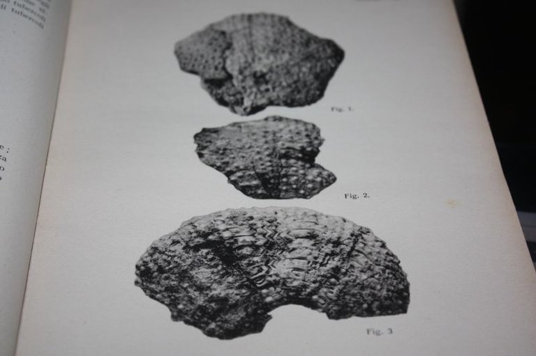 ESEMPLARI FOSSILI DI ARBACIA ALBERTO MALATESTA BOLLETTINO DELLA SOCIETA' GEOLOGICA …