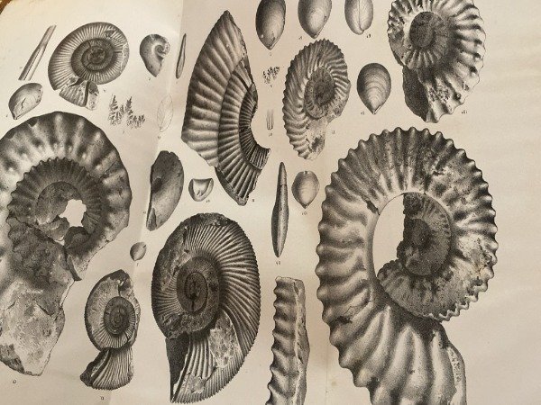 GIORNALE SCIENZE NATURALI ED ECONOMICHE DI PALERMO ANNO 1876-1877 VOLUME …