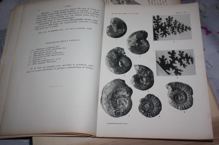 I FOSSILI DEL LIAS DEI DINTORNI DI LONNO BERGAMO TRATTO …