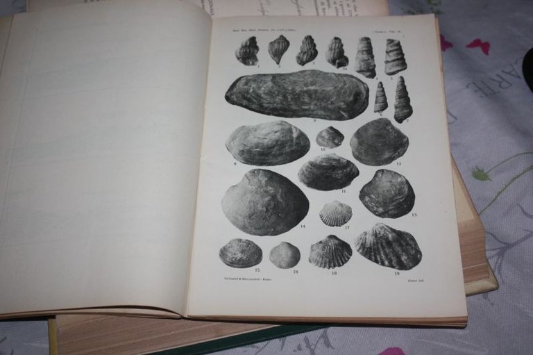 LA PRESENZA DEL CATIANO A MOLLUSCHI NEL TREVIGNANO BOLLETTINO DELLA …
