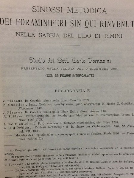 LIDO DI RIMINI NELLA SABBIA SINOSSI METODICA DEI FORAMINIFERI RINVENUTI …