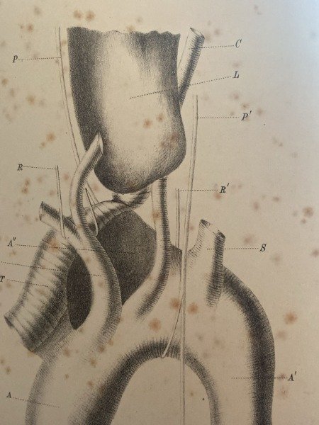 saggi di clinica speciale chirurgica otoiatria laringoiatria rinoiatria 1887 due …