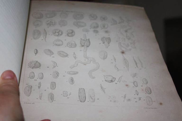 SUL POLLINE DELL'IRIS TUBEROSA L. E D'ALTRE PIANTE G.LICOPOLI 1885
