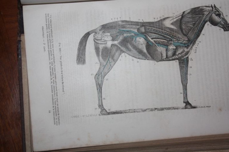 TRAITE' D'ANATOMIE COMPAREE' ANIMAUX DOMESTIQUES 1879