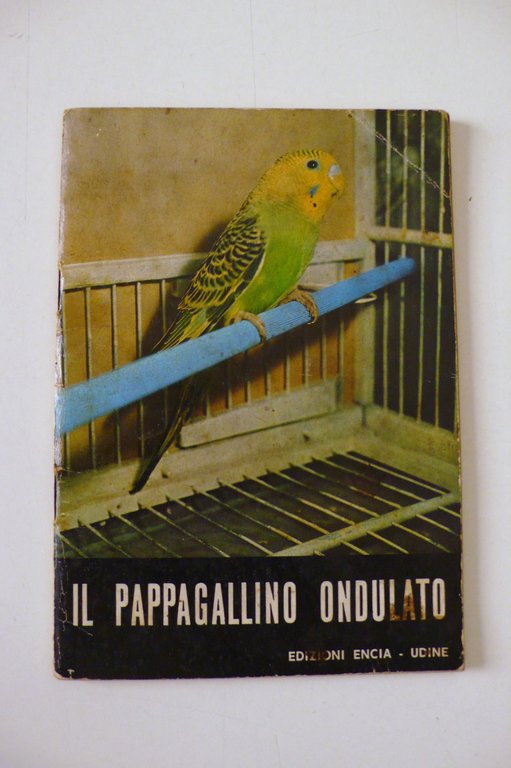 Il pappagallino ondulato