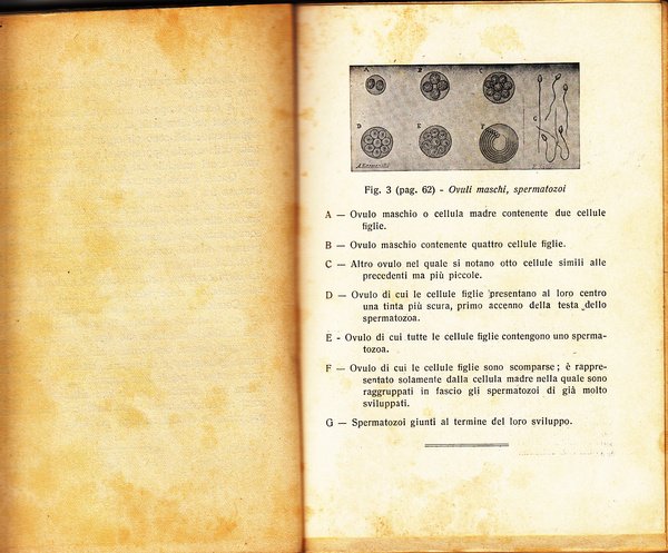 NEO-MALTHUSIANISMO PRATICO- ANATOMIA E FISIOLOGIA DEGLI ORGANI GENITALI. FENOMENO DELLA …