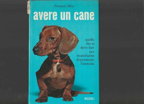 AVERE UN CANE | Immagine principale