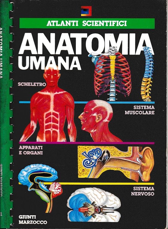 Anatomia Umana