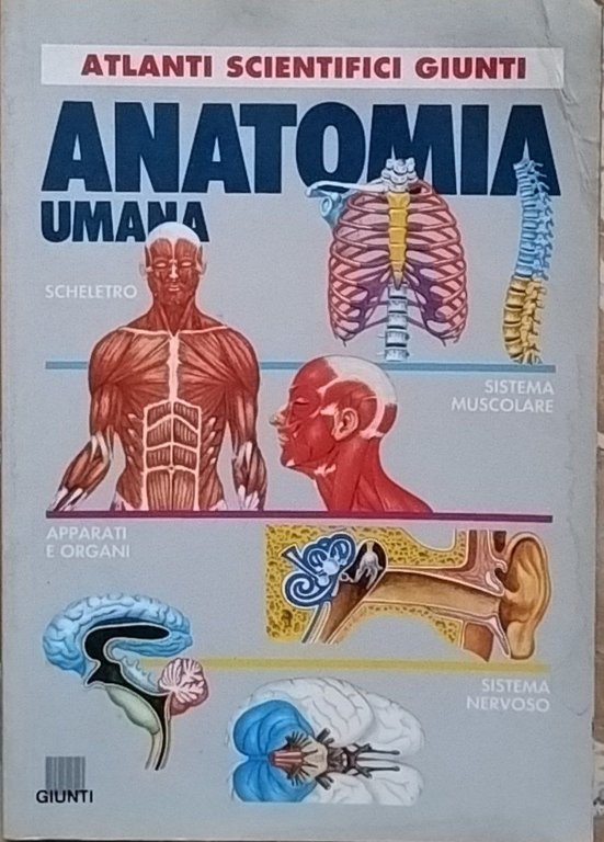 Anatomia umana