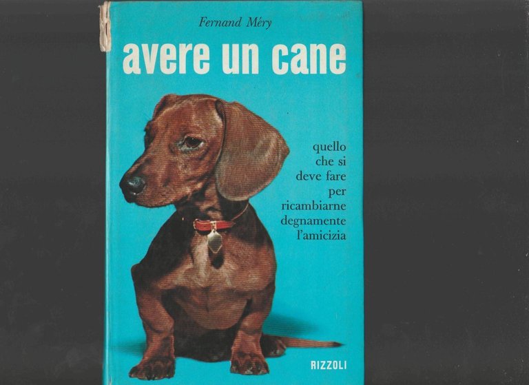 AVERE UN CANE | Immagine Gallery 2