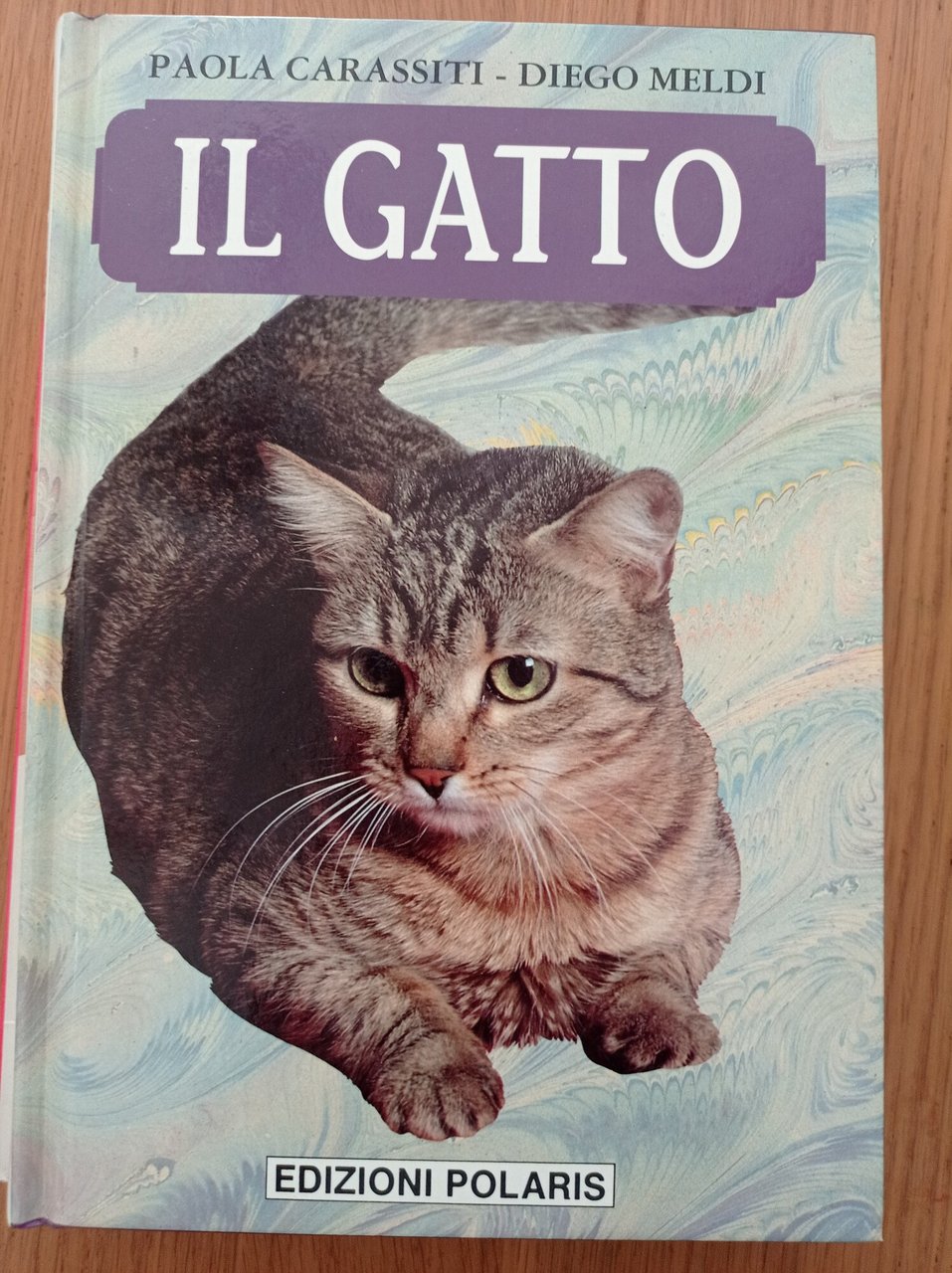 Il gatto