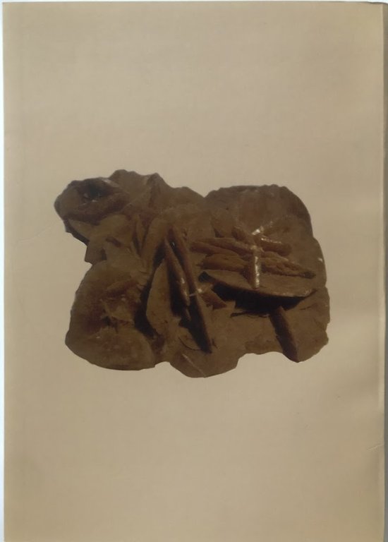 Studi Magrebini. Volume V