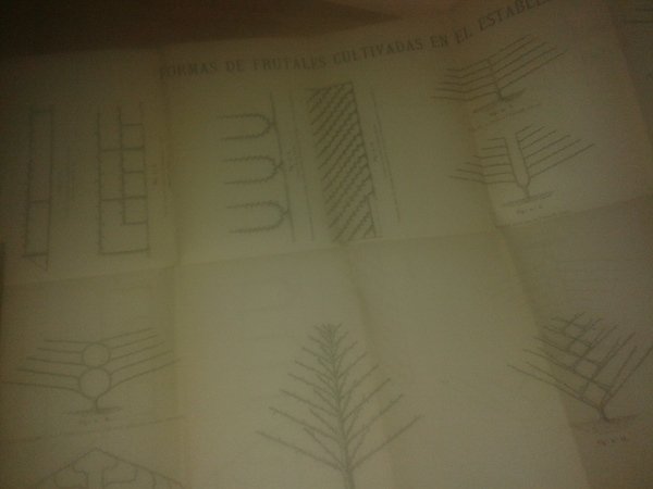 FORMAS DE FRUTALES CULTIVADAS EN EL ESTABLECIMIENTO (Grabado para enmarcar)