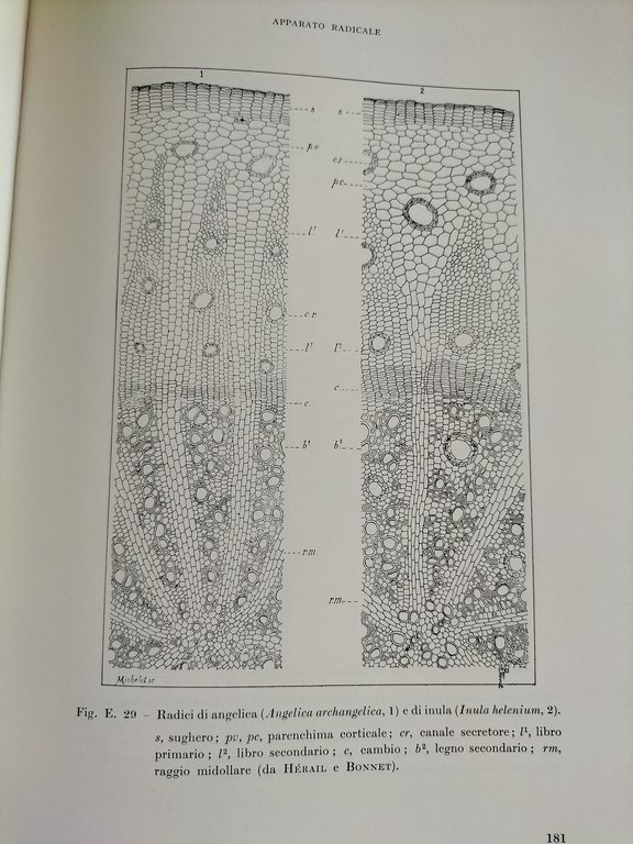 Botanica farmaceutica