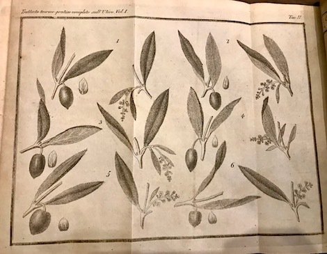 Trattato teorico-pratico completo sull’olivo che comprende la sua istoria naturale, …