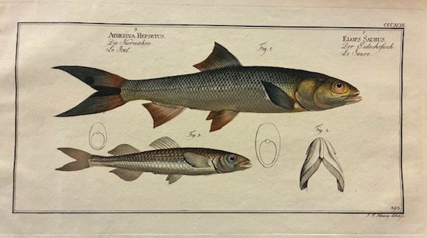 Atherina Hepsetus - Elops Saurus