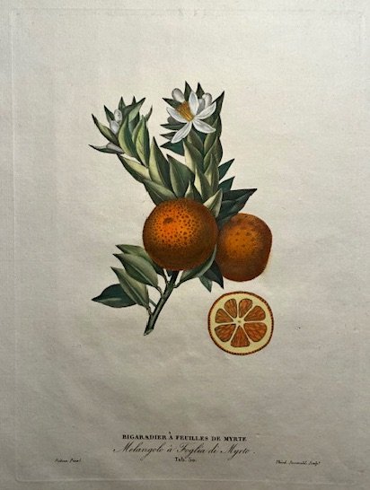 Bigaradier a feuilles de myrte - Melangolo a foglia di …