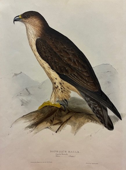 Bonelli’s Eagle. Aquilla Bonelli. Falco