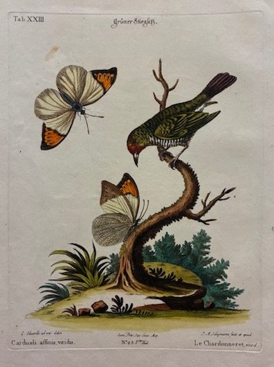 Cardueli affinis, viridis - Le Chardonneret, verd