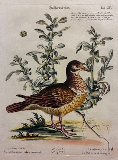 Columba minor fulva Jamaicensis - La Perdrix de Montagne