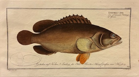 Epinephelus Afer. Das afrikanische Blodauge. L’Africain